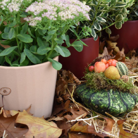 Cache-pot crème contenant céramique grossiste fleuriste