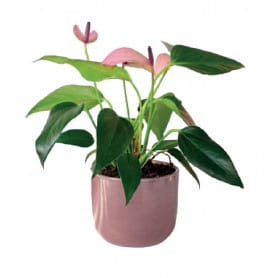 Cache-pot vieux rose plusieurs couleurs - Seria - Contenants - Grossiste