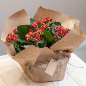 Kraft recyclé 70g - 80cm x 50m Jacques - Grossiste fleuriste