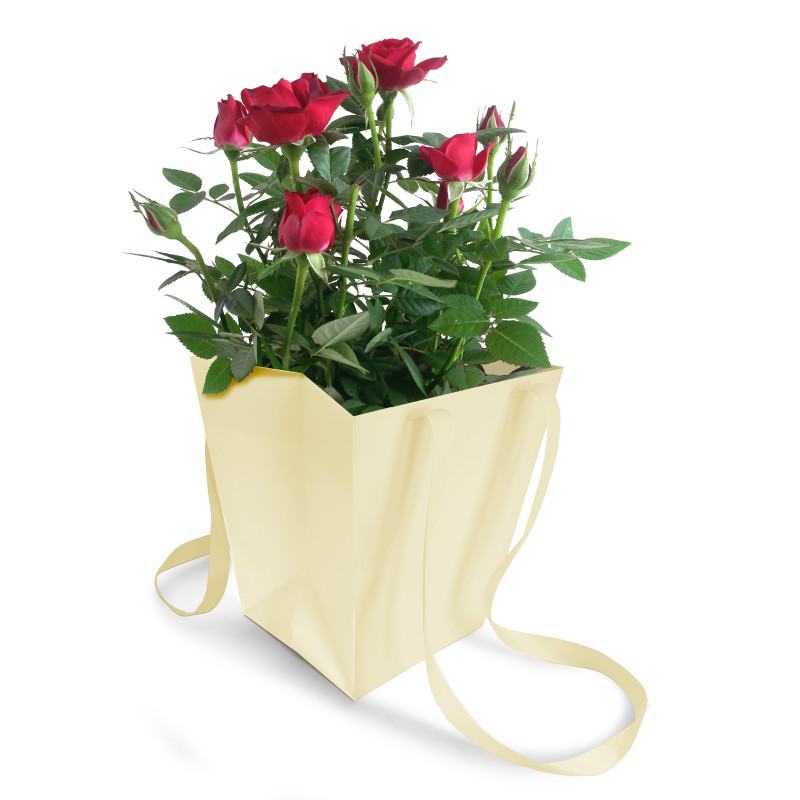 Paquet de 10 sacs unis H. 18cm plusieurs couleurs - Elégant - Grossiste