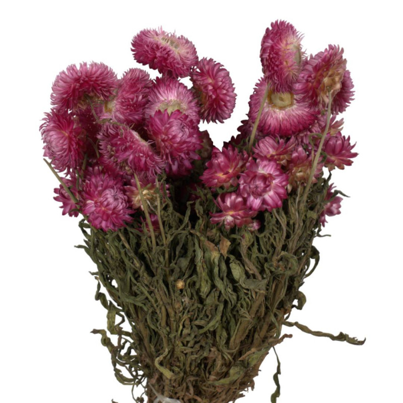 Bouquet de helichrysum plusieurs couleurs - Rochester