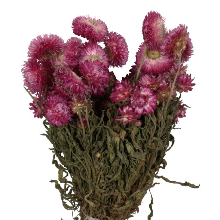 Bouquet de helichrysum plusieurs couleurs - Rochester