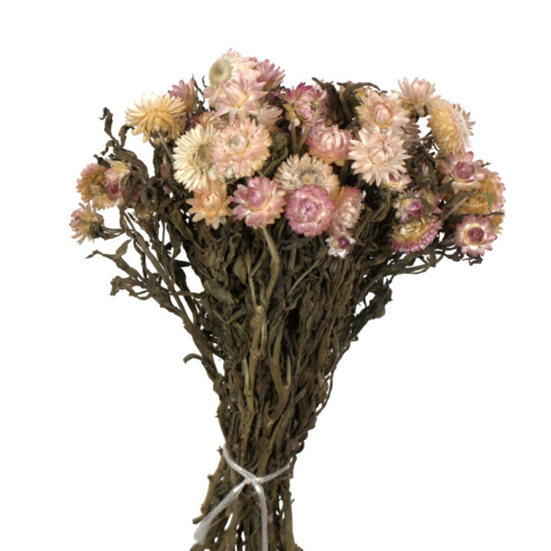 Bouquet de helichrysum plusieurs couleurs - Rochester