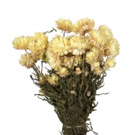 Bouquet de helichrysum plusieurs couleurs - Rochester