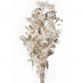 Bouquet de lunaria séché 100cm - Dayton - Grossiste