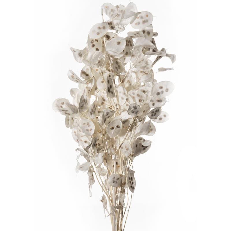 Bouquet de lunaria séché 100cm - Dayton - Grossiste