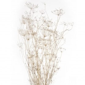 Bouquet de Ombrellifera 80cm blanc - Worcester - Fleurs séchées - Grossiste