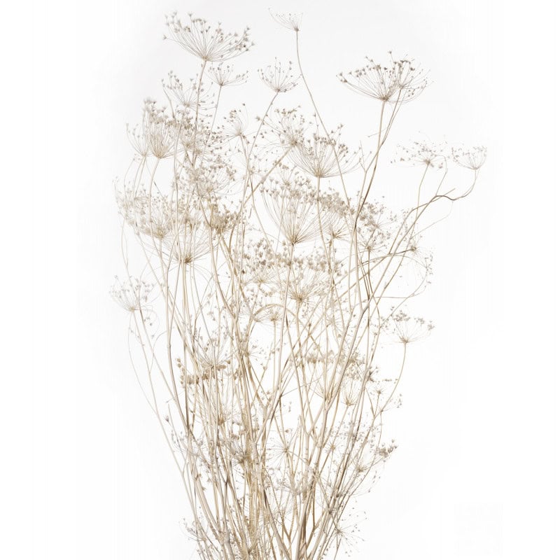 Bouquet de Ombrellifera 80cm blanc - Worcester - Fleurs séchées - Grossiste Bouquet de Ombrellifera 80cm blanc - Worcester - Fleurs séchées - Grossiste