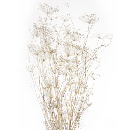 Bouquet de Ombrellifera 80cm blanc - Worcester - Fleurs séchées - Grossiste