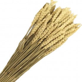 Triticum séché - grossiste fleurs séchées