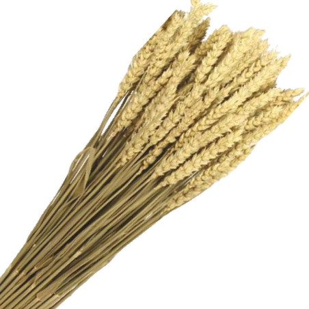 Triticum séché - grossiste fleurs séchées