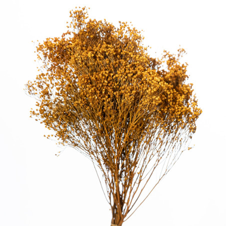 Bouquet de Broom bloom séché 70gr plusieurs couleurs - Valley - Fleurs séchées - Grossiste