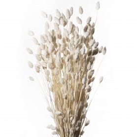 Bouquet de Phalaris séché 100gr plusieurs couleurs - Manor - Fleurs séchées - Grossiste
