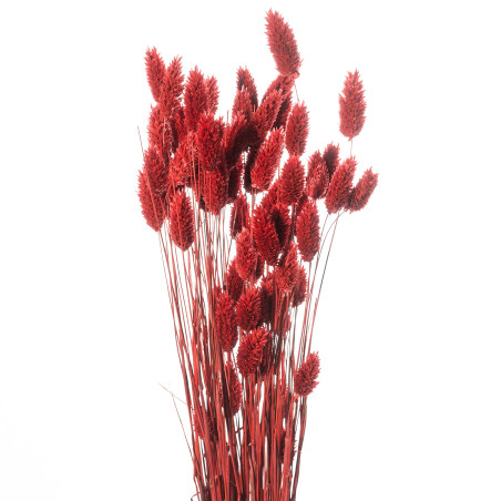 Bouquet de Phalaris séché 100gr plusieurs couleurs - Manor - Fleurs séchées - Grossiste