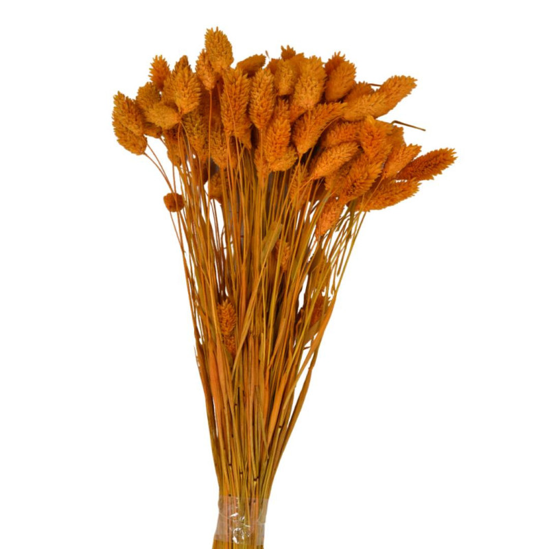 Bouquet de Phalaris séché 100gr plusieurs couleurs - Manor - Fleurs séchées - Grossiste