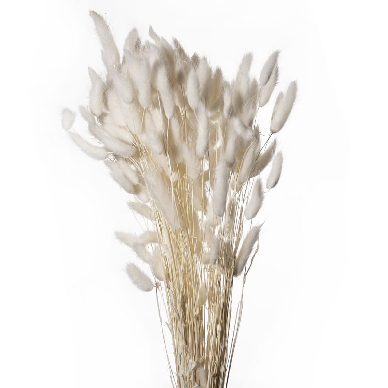 Bouquet de Lagurus 100gr plusieurs couleurs - Minet - Fleurs séchées - Grossiste Bouquet de Lagurus 100gr plusieurs couleurs - Minet - Fleurs séchées - Grossiste