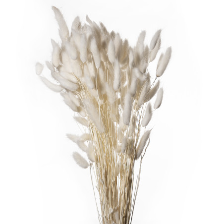 Bouquet de Lagurus 100gr plusieurs couleurs - Minet - Fleurs séchées - Grossiste