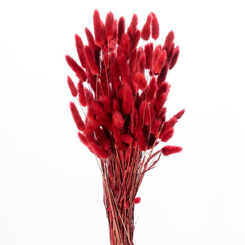 Bouquet de Lagurus 100gr plusieurs couleurs - Minet - Fleurs séchées - Grossiste