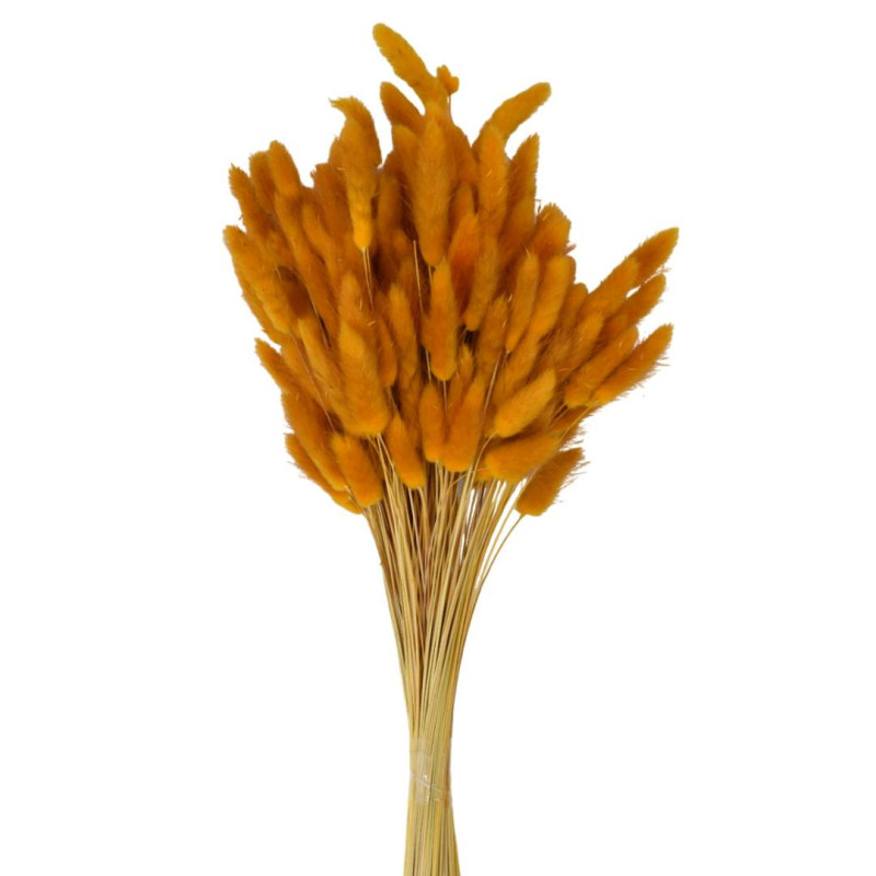Bouquet de Lagurus 100gr plusieurs couleurs - Minet - Fleurs séchées - Grossiste