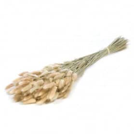 Bouquet lagurus ovatus sec naturel décoration grossiste  Renaud Distribution
