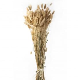 Bouquet lagurus ovatus sec naturel décoration grossiste
