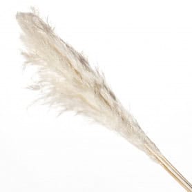 Bouquet de 5 pampas 110cm - Cortaderia - Fleurs séchées - Grossiste