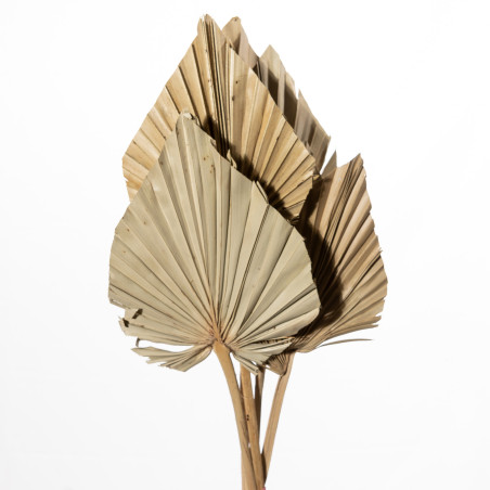 Bouquet de 10 feuilles de palmier 2 couleurs - Caryota - Secs - Grossiste