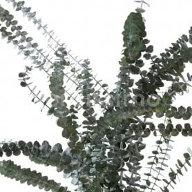 Eucalyptus Baby Blue vert grossiste fleuriste