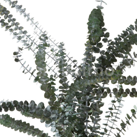 Eucalyptus Baby Blue vert grossiste fleuriste