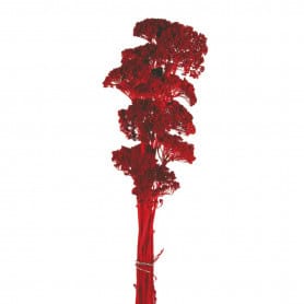 Botte d'Achillea Parker  - grossiste fleurs séchées