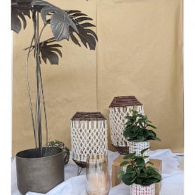 Plante en pot Metaliky - Grossiste fleuriste