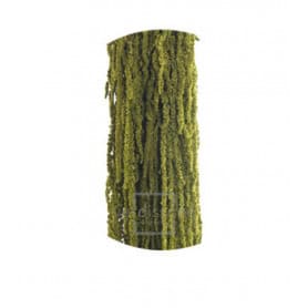 Amaranthus vert amande stabilisé 70cm - Calice - végétaux grossiste fleuriste
