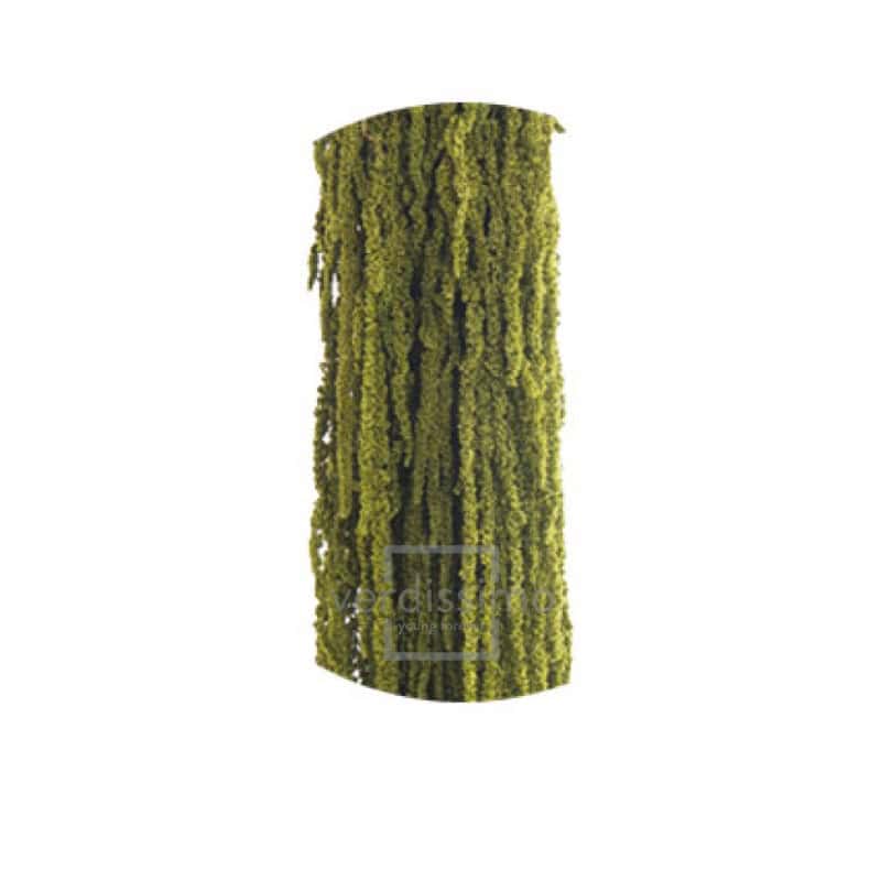 Amaranthus vert amande stabilisé 70cm - Calice - végétaux grossiste fleuriste Amaranthus vert amande stabilisé 70cm - Calice - végétaux grossiste fleuriste
