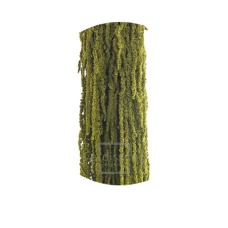 Amaranthus vert amande stabilisé 70cm - Calice - végétaux grossiste fleuriste