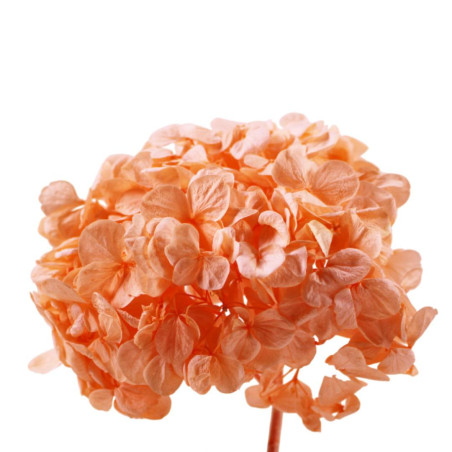 Bouquet Hortensia - 2 coloris  - grossiste fleurs