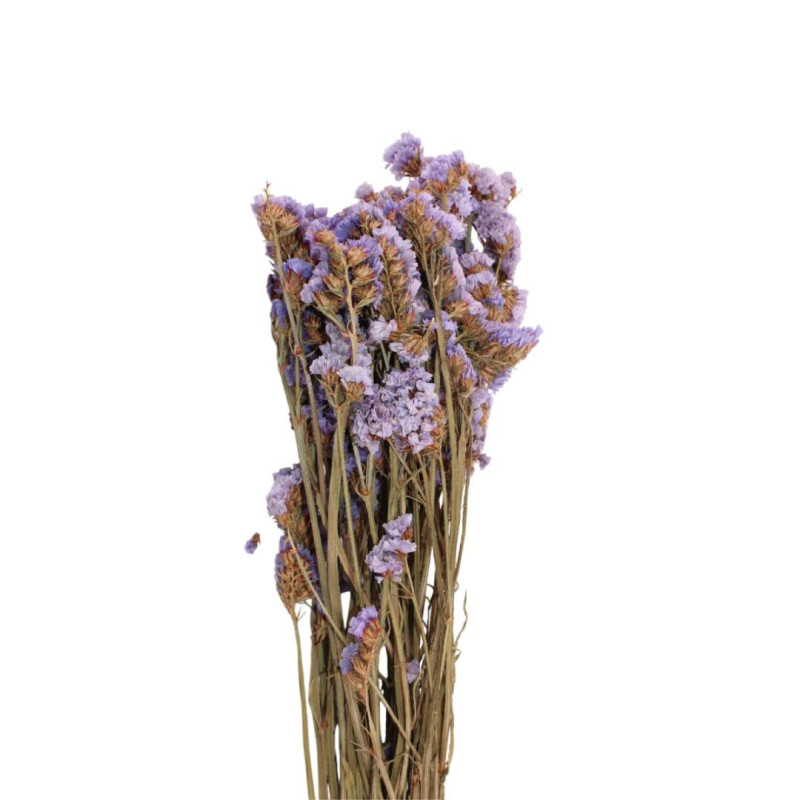 Botte de statice sinuata séchée Etta - Grossiste fleurs séchées
