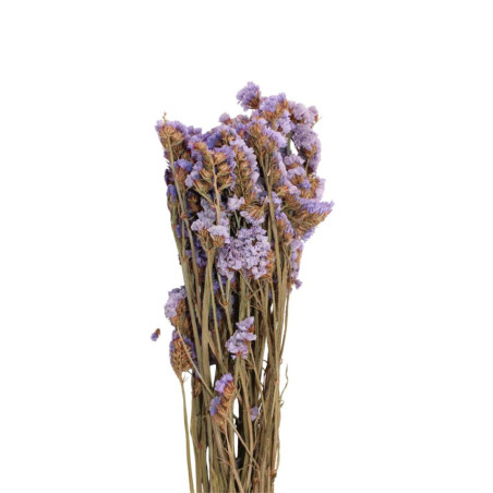 Botte de statice sinuata séchée Etta - Grossiste fleurs séchées