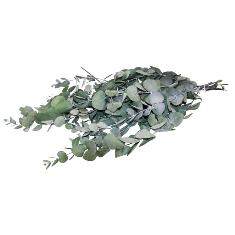 Bouquet de cineraria stabilisé 50cm - Nil - Grossiste végétaux stabilisés Bouquet de cineraria stabilisé 50cm - Nil - Grossiste végétaux stabilisés