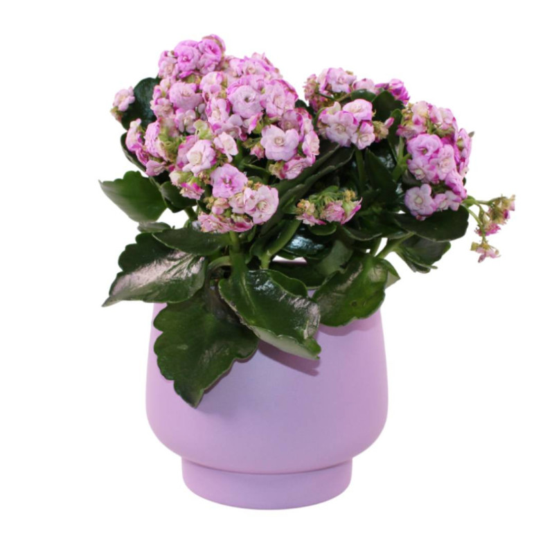 Cache-pot mauve - Grossiste fleuriste - Fournisseur pot de fleur