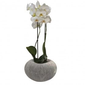 Vase boule orchidée - grossiste fleuriste