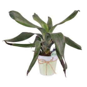 Cache-pot en zinc 2 tailles - Cordinette - Grossiste contenants zinc