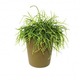 Paquet de 25 cache-pots en carton kaki 2 tailles - Eureka - Grossiste contenants écologiques
