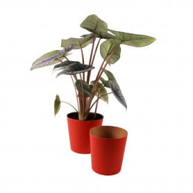 Paquet de 25 cache-pots en carton terracota 2 tailles - Eureka - Grossiste contenants écologiques