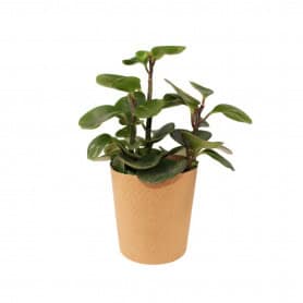 Paquet de 25 cache-pots en carton naturel 2 tailles - Eureka - Grossiste contenants écologiques