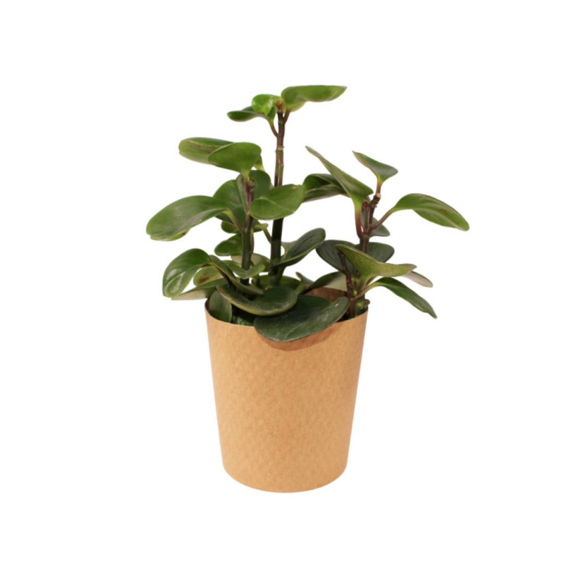 Paquet de 25 cache-pots en carton naturel 2 tailles - Eureka - Grossiste contenants écologiques