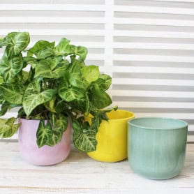 Cache-pot rose - Capri - Contenants - Grossiste