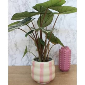 Cache-pot fantaisie rayé rose D. 15.5cm - Polly - Contenants - Grossiste fleuriste