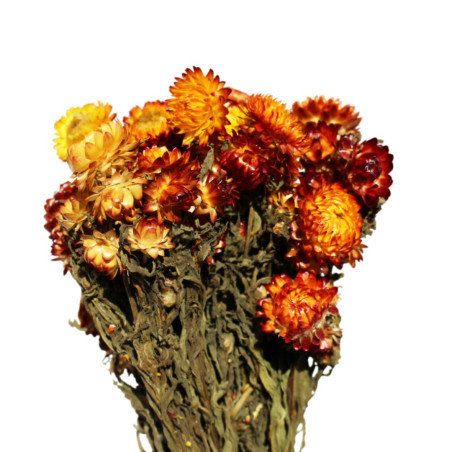 Bouquet de helichrysum plusieurs couleurs - Rochester
