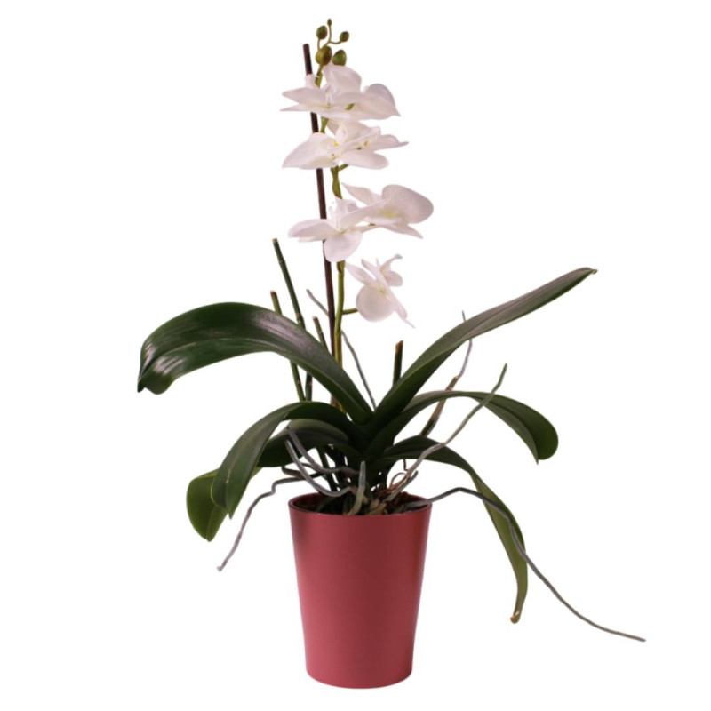 Cache-pot phalaéno D. 13 x H.16cm plusieurs couleurs - Beauty - Contenants - Grossiste