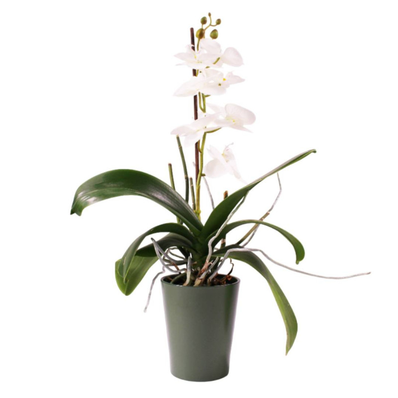 Cache-pot phalaéno D. 13 x H.16cm plusieurs couleurs - Beauty - Contenants - Grossiste